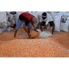 jagung impor argentina