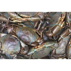 kepiting bakau