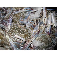 rajungan ( kepiting renjong)