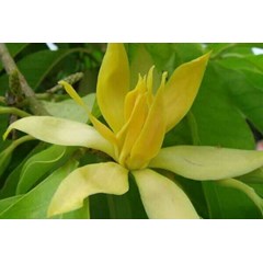 tanaman cempaka kuning ~ kembang kantil ~ bunga cempaka kuning ~ michelia champaca l familia : magnoliaceae. ~ indonesian bunga cempaka kuning * * sms= + 6281326220589 * * sms= + 6281901389117 * * sms= + 6285876389979 * * nurida479@ yahoo.com