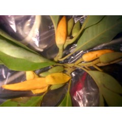 kuncup cempaka kuning ~ kembang kantil ~ bunga cempaka kuning ~ michelia champaca l familia : magnoliaceae. ~ indonesian bunga cempaka kuning * * sms= + 6281326220589 * * sms= + 6281901389117 * * sms= + 6285876389979 * * nurida479@ yahoo.com