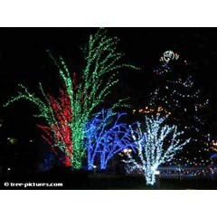 pohon natal tinggi dengan colorful lampu led