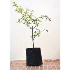 bibit pohon delima hitam