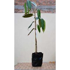 bibit pohon durian cane
