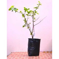 bibit pohon barbados cherry