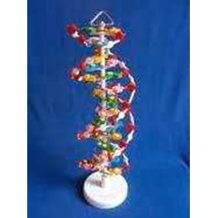 peraga dna model