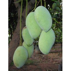 bibit pohon mangga chokanan