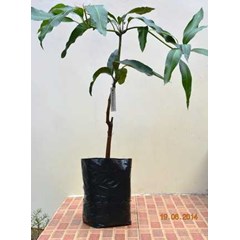 bibit pohon mangga golek india
