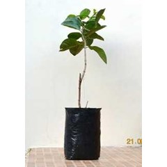 bibit pohon jambu biji sukun merah