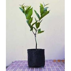 bibit pohon jambu air citra