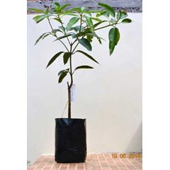 bibit pohon mangga chokbabun
