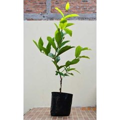 bibit pohon jambu air king rose