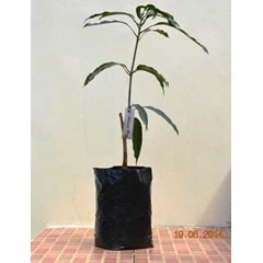 bibit pohon mangga koniyom