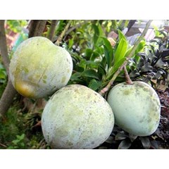 bibit pohon mangga kelapa