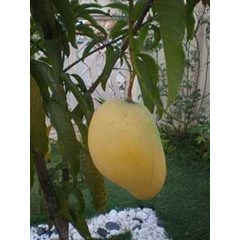 bibit pohon mangga pelangi mahachanok