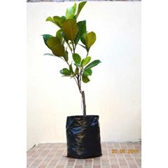 bibit pohon nangka mini