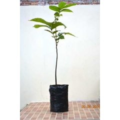 bibit pohon matoa