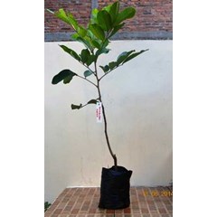 bibit pohon rambutan rapiah