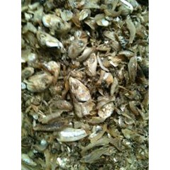 ikan rucah ( campuran berbagai jenis ikan dan bagian )