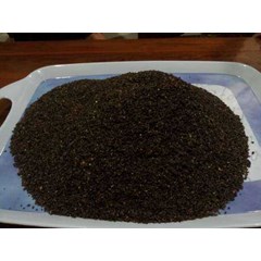 rumput laut sargassum