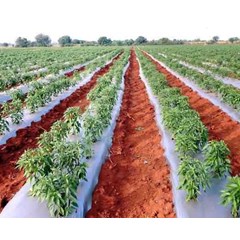 plastik mulsa / plastic mulch