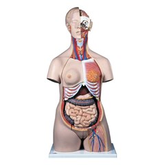 torso anatomi tubuh wanita