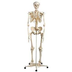 torso kerangka manusia