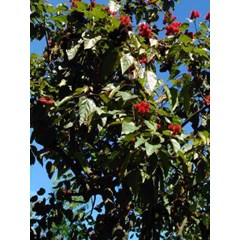 kesumba keling ~ kesumba ~ bixa orellana l. ~ indonesian: kesumba, sumba keling ~ galinggem ~ taluka ~ parada ~ lipstick tree ~ atsuete ~ hong mu * * sms= + 6281-32622-0589 * * sms= + 6281-901-389-117 * * nurida479@ rocketmail.com