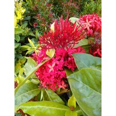 soka ~ bunga soka soka ixora coccinea l. indonesia: 	 soka inggris: 	 burning love, jungle flame pilipina: 	 santan * * sms= + 6281326220589 * * sms= + 6281901389117 * * sms= + 6285876389979 * * nurida479@ yahoo.com * * klasifikasi kingdom: plantae ( tumb