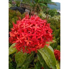 bunga soka merah ~ bunga soka ~ soka ~ ixora coccinea l. ~ indonesia: soka ~ burning love ~ jungle flame ~ santan * * sms= + 6281326220589 * * sms= + 6281901389117 * * sms= + 6285876389979 * * nurida479@ yahoo.com * * klasifikasi kingdom: plantae ( tumbuh