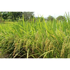benih padi hibrida mapan 05