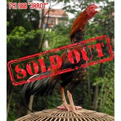 edisi gong xi ! ! ! ayam bangkok super magonthai fci 088 “ jarot” -sold out - sold out