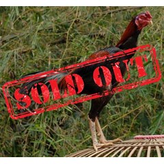 edisi muda perdana! ! ! ayam bangkok pukul keras muda super maghonthai fcm 010 - sold out