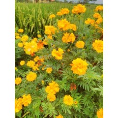 tanaman kenikir ~ cosmos caudatus ~ indonesian kenikir ~ daun kenikir ~ kenikir ~ curing ~ cosmos caudatus * * sms= + 6281-32622-0589 * * sms= + 6281-901-389-117 * * sms= + 62858-7638-9979 * * nurida479@ yahoo.com