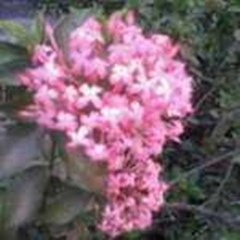 soka pink ~ bunga soka pink ~ soka ixora coccinea l. ~ indonesian soka ~ burning love ~ jungle flame ~ santan * * sms= + 6281326220589 * * sms= + 6281901389117 * * sms= + 6285876389979 * * nurida479@ yahoo.com