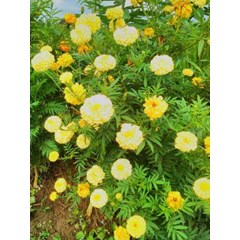 sayur kenikir ~ cosmos caudatus ~ indonesian kenikir ~ daun kenikir ~ kenikir ~ curing ~ cosmos caudatus * * sms= + 6281-32622-0589 * * sms= + 6281-901-389-117 * * sms= + 62858-7638-9979 * * nurida479@ yahoo.com
