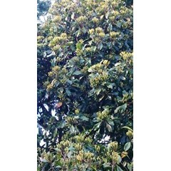 sell clove seeds from tana toraja  indonesia