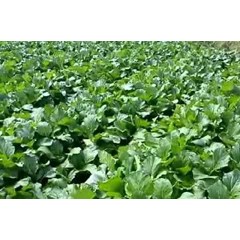 pupuk sayur 15 hari panen