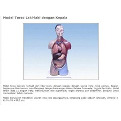 model torso laki-laki