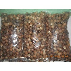 kelapa mini 1.000 biji