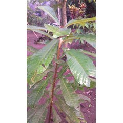 mamey sapote