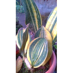 sansivera varigata