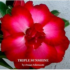 triple sunshine