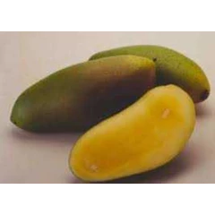 mangga golek