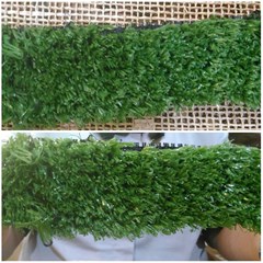ready rumput awet bali
