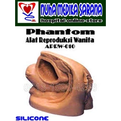 phantom organ reproduksi wanita - female genital model