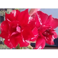 kinari (best seller)
