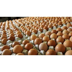 telur ayam