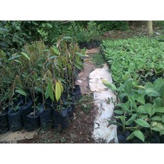 bibit pisang kultur jaringan