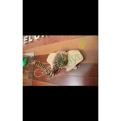 medium elephant head/kepala gajah medium 